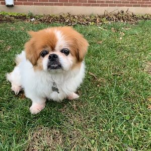 Meet your Posher, Terry